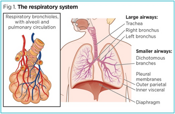 Anatomy and Physiology of Respiration