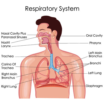 Health Management of The Respiratory System (一)
