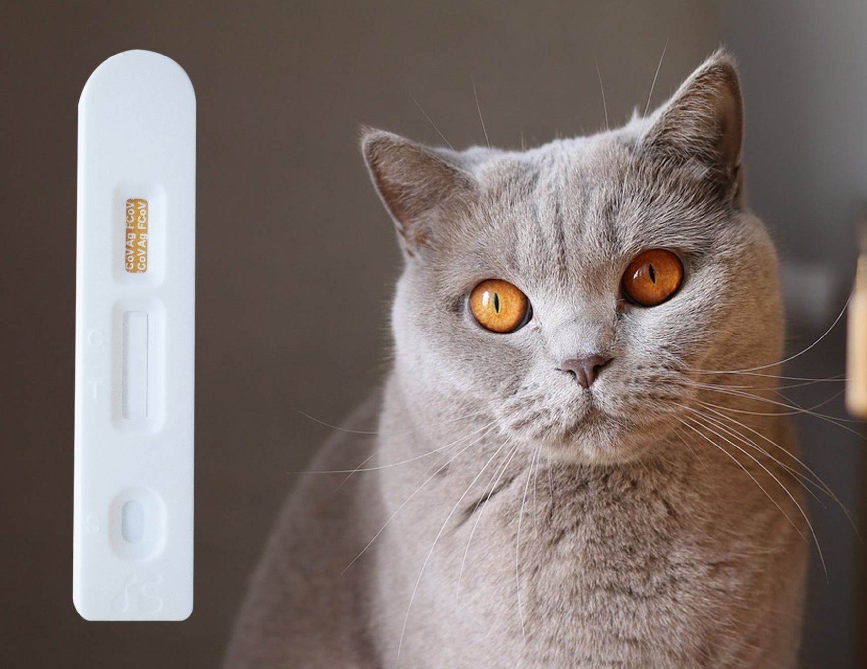 Smilecare MongGo Q Rapid FHV Ag Detection of Feline Mouth and Nose Secretions Testing Kit for Cats(Pack of 10) - Powered by www.SmileCareHealth.com